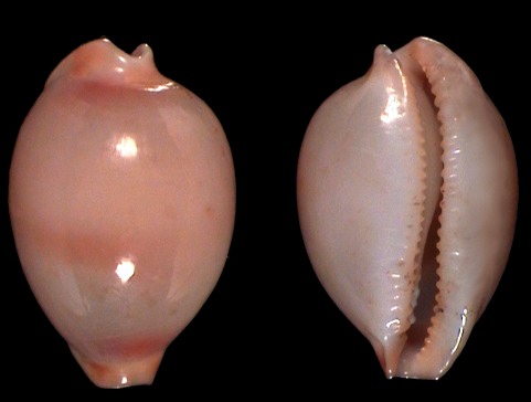 Nesiocypraea lisetae from South Africa