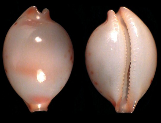 Nesiocypraea lisetae from South Africa