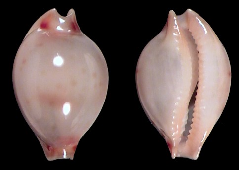 Nesiocypraea lisetae maricola from Philippines