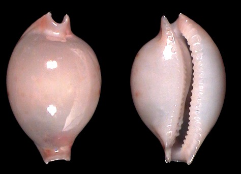 Nesiocypraea lisetae var. maricola