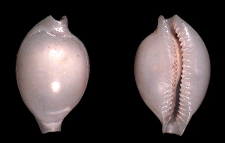 Nesiocypraea lisetae var. maricola from the Austral Is.