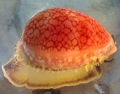 Lyncina broderipii Cypraea