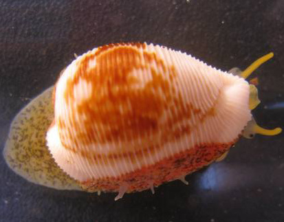 Cypraeovula capensis gorda Cypraea