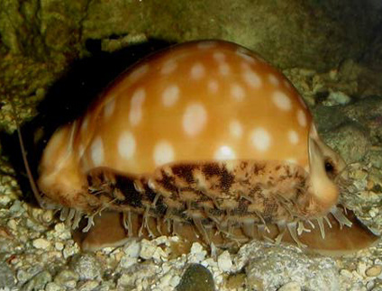 Lyncina leucodon Cypraea