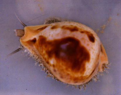 Nesiocypraea teramachii Cypraea