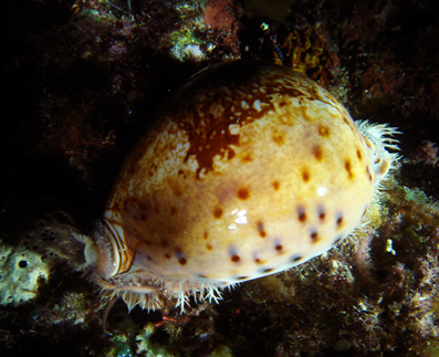 Leporicypraea valentia cypraea