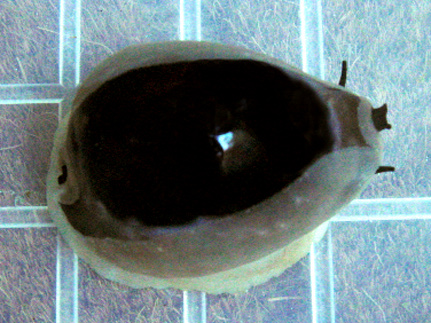 Zoila venusta Cypraea