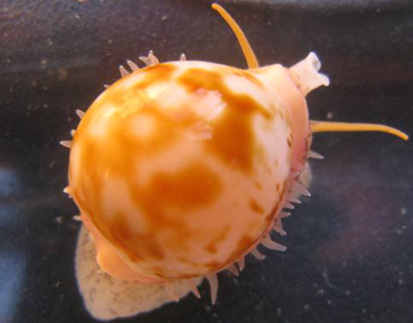Cypraeovula volvens Cypraea